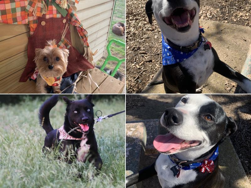 April's Canine Design