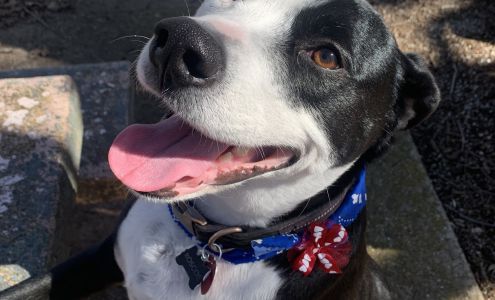 April's Canine Design 202 Roach St, Bowie Texas 76230