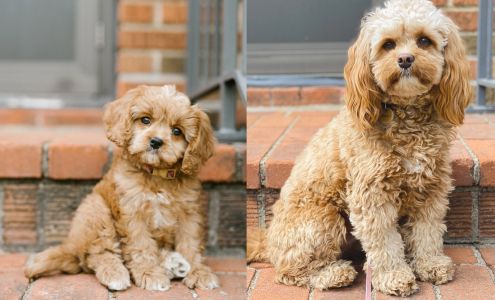 Ballyhara Cavapoos and Cavachon