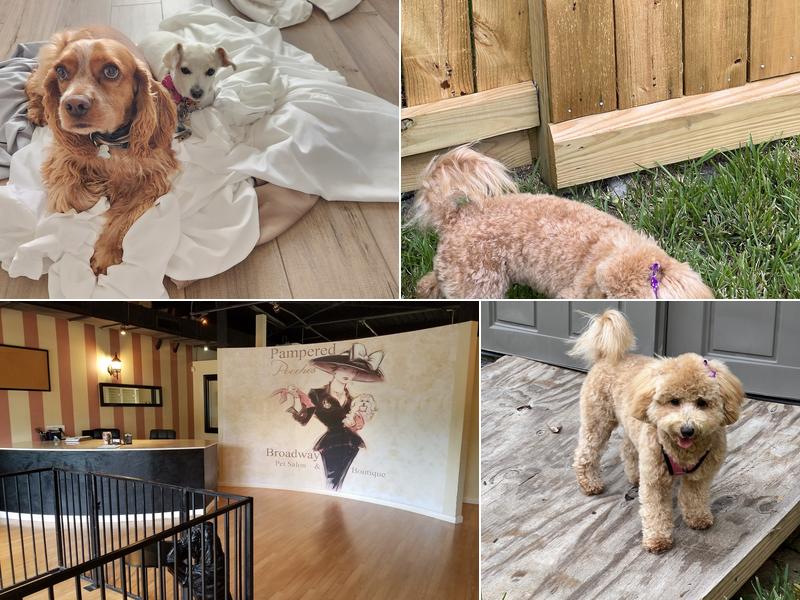 Pampered Pooches Pet Salon and Pawtique