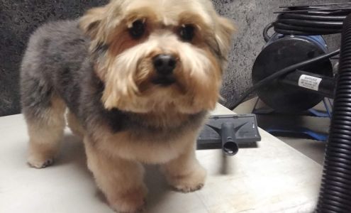 Best Lil Grooming Shop In Texas 3506 SE 27th Ave, Amarillo Texas 79103