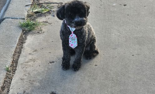 Carol's Pet Salon 4127 Business Park Dr, Amarillo Texas 79110