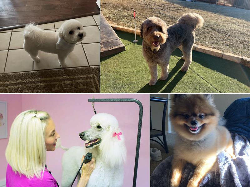 Bark On Main Pet Salon