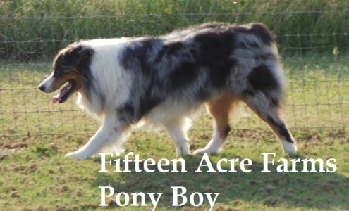 Fifteen Acre Farms Australian Shepherds Talala