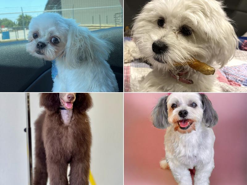 Dog lovers D-pet salon