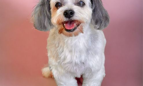 Dog lovers D-pet salon 106 E 8th St, Mission Texas 78572