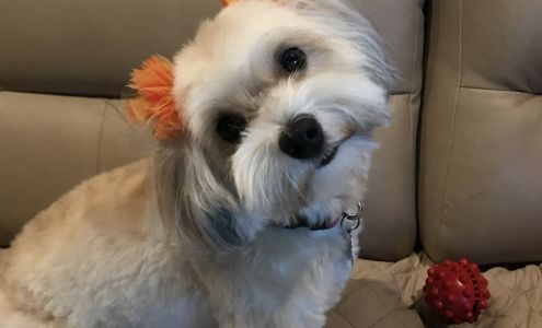 Dapper Dog 1410 N Conway Ave C, Mission Texas 78572