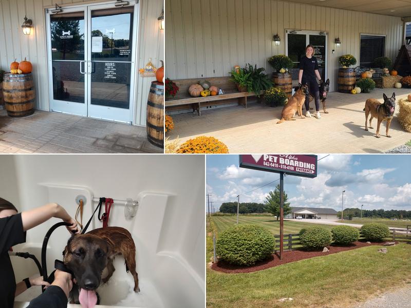 Alpha Pet Boarding and Doggie Day Care