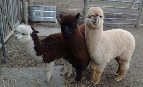 Shaftsbury Alpacas - Home of The Alpaca Shack North Bennington
