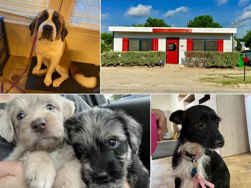 Peek A Boo Pet Grooming