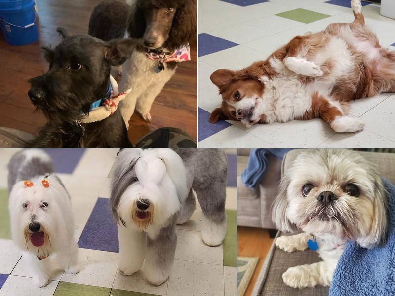 Puppy Toes Grooming Shop Llc