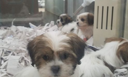 Rocky Valley Kennels Puppy Boutique