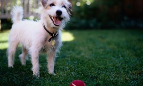 Dog House Grooming Shop