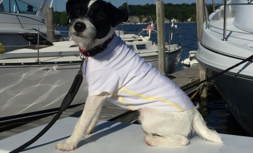 Solardogz Daniel Island