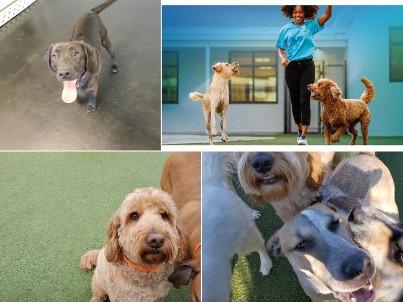 Pet Paradise Charlottesville