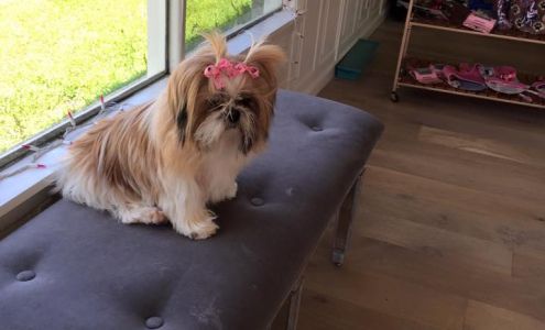 Bow Wow Tique Dierks