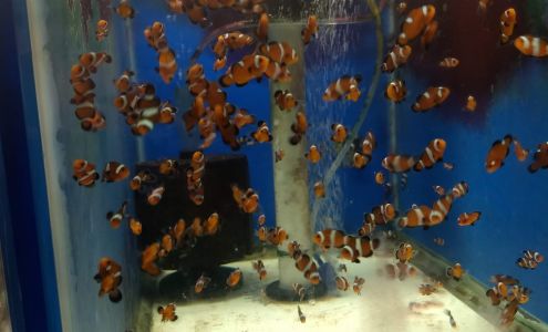 Sustainable Aquatics