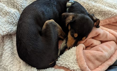 Gentle Groomers Pet Salon