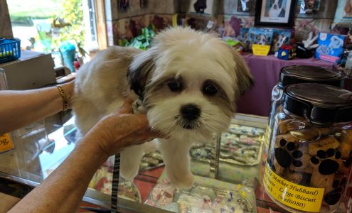 Reigning Cats & Dogs