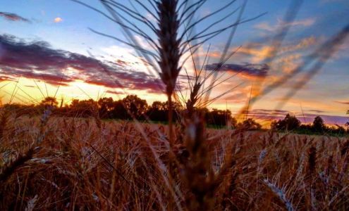 Bulk Cattle Feed Whitesburg