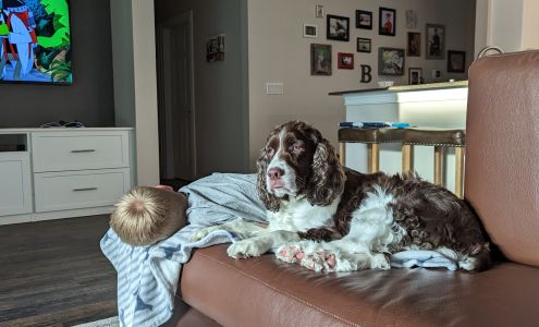 Dakota Bison Furniture