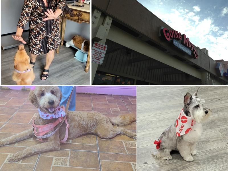 Going Mutts Pet Grooming