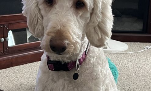 Tender Touch Grooming Salon