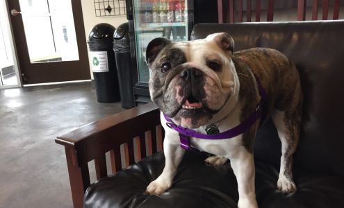 Community Bark Dog Wash & Groom - Bayside