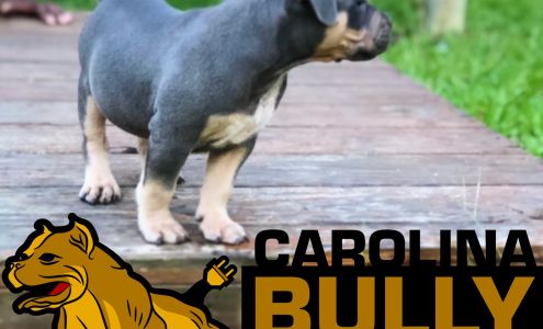 Carolina Bully Plug