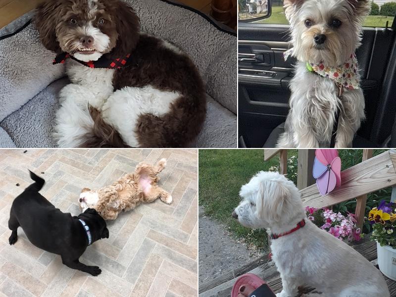 Gentle Paws Pet Grooming