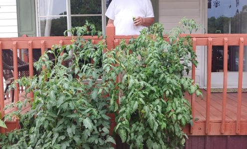 Payne?s Apple Orchard Epworth