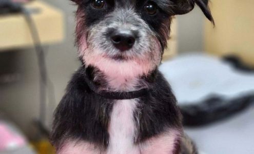 Pet Kiss Quartz Hill