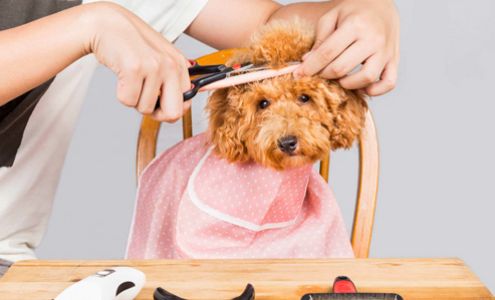 Bingo's Barkery & Pampered Pups Salon LLC