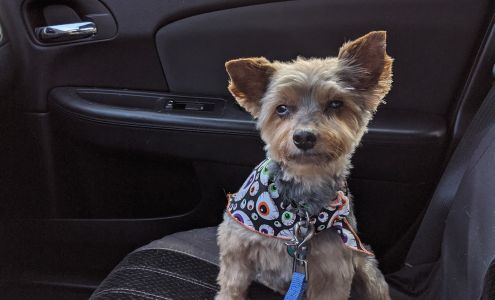 Blackfoot Pet Grooming