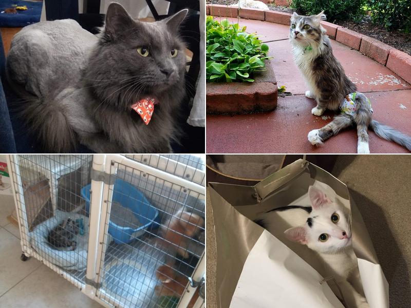 Cat's Meow Veterinary Hospital