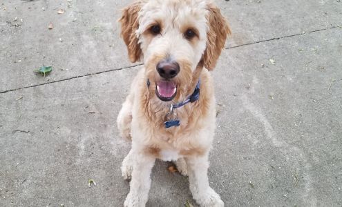 Paula's Canine Hair Design