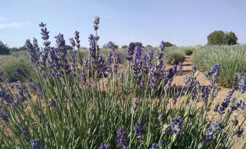 Windy Hills Lavender Farm Heber-Overgaard