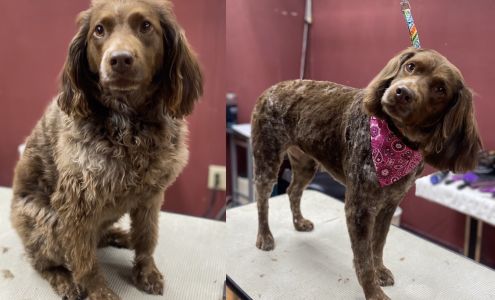 Pretty Pooch Dog Grooming 3402 Kimball St, Heber-Overgaard Arizona 85928