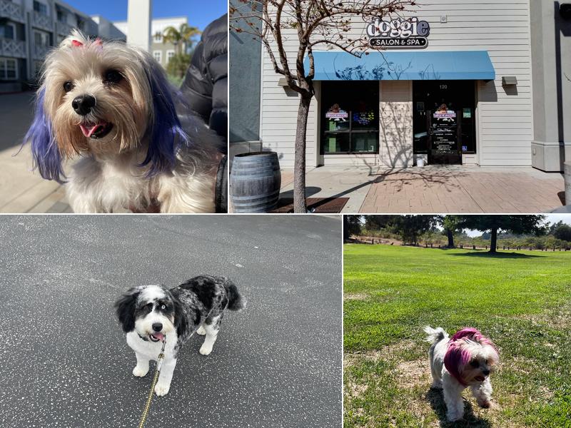 Doggie Salon & Spa