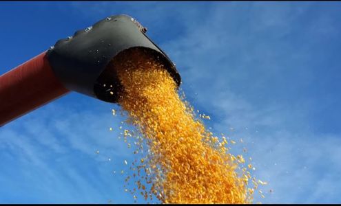 Legend Seeds De Smet