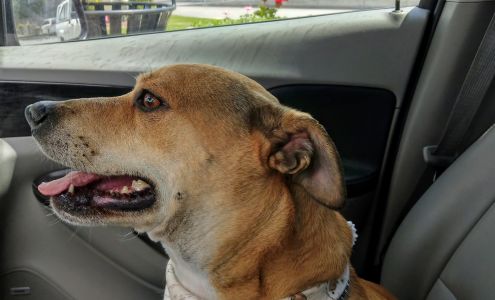 Debbie's Pet Grooming