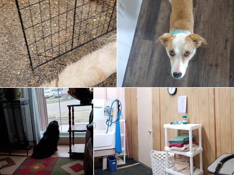 Shampooch/Little Struts