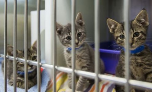 Birdsnest Fountain Valley