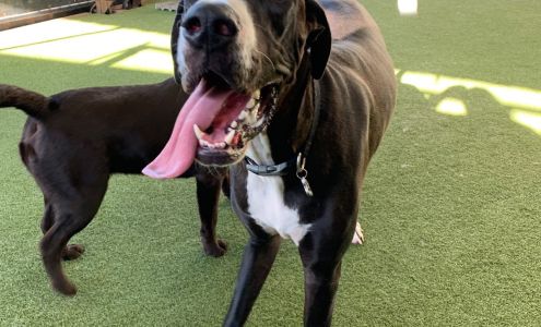 The Bowhaus Pet Company