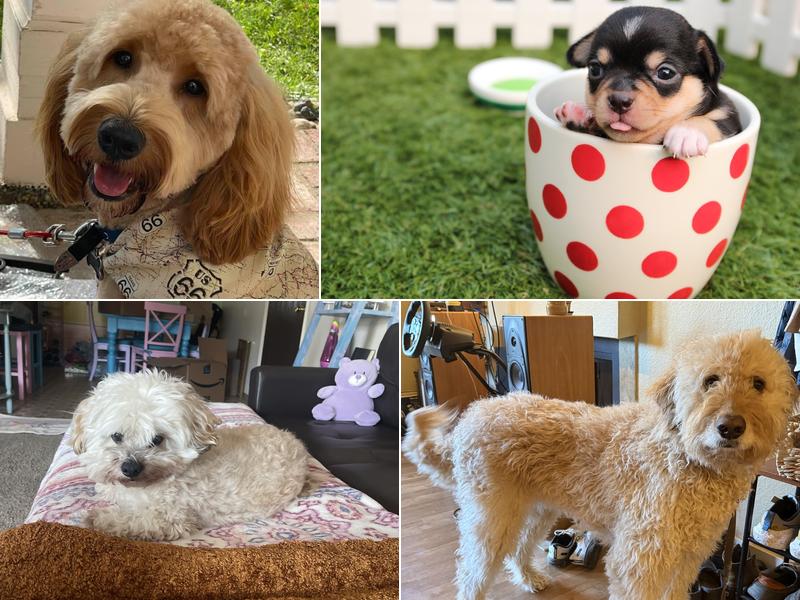 Pampered Pet Salon and Boutique