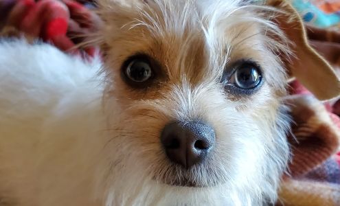 Kathy's Country Pet Shop