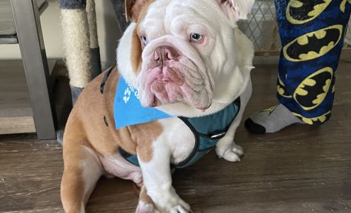 Kong's Pets & Grooming