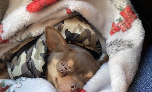 Port Grooming & Pet Care