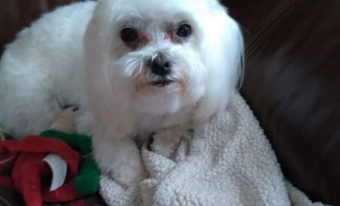 Kathy's Pet Parlor 1109 S Fifth St, Hartsville South Carolina 29550