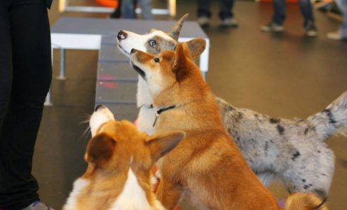 Zoom Room Dog Training